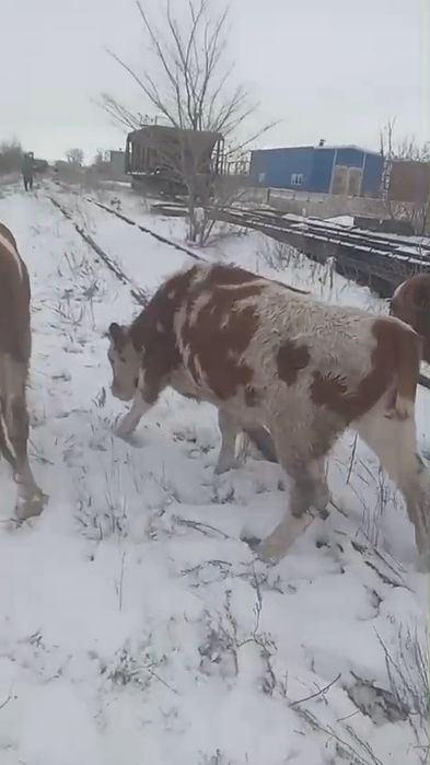 телочка  9 месяцев