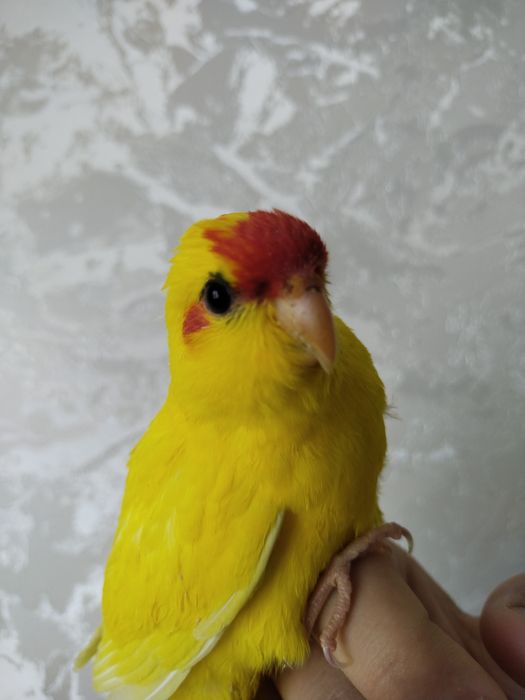 Ruchnoy popugay kakarik sotiladi