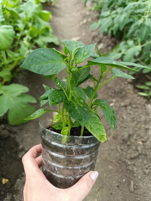 Продам сладкий перец