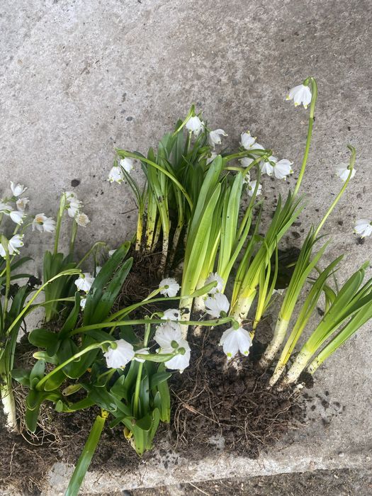 Ghiocei creti(luste)