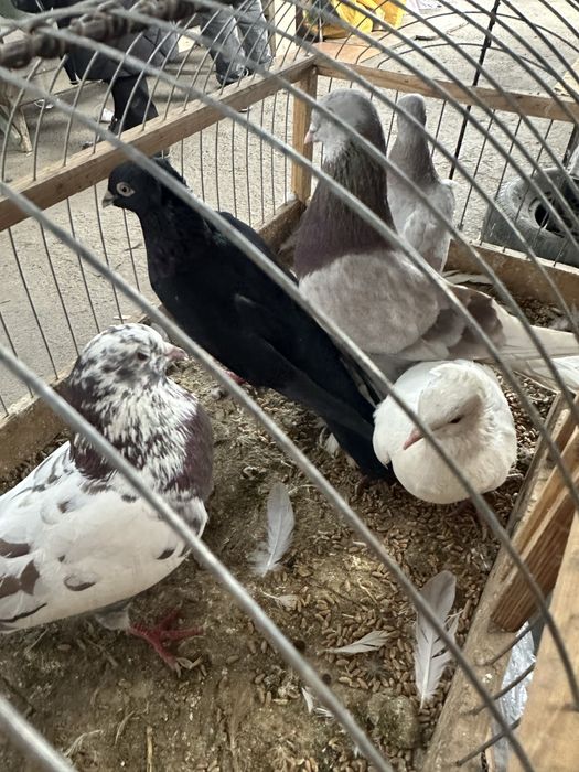 Голуби кептерлер