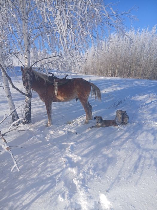Жеребец 5 лет ...
