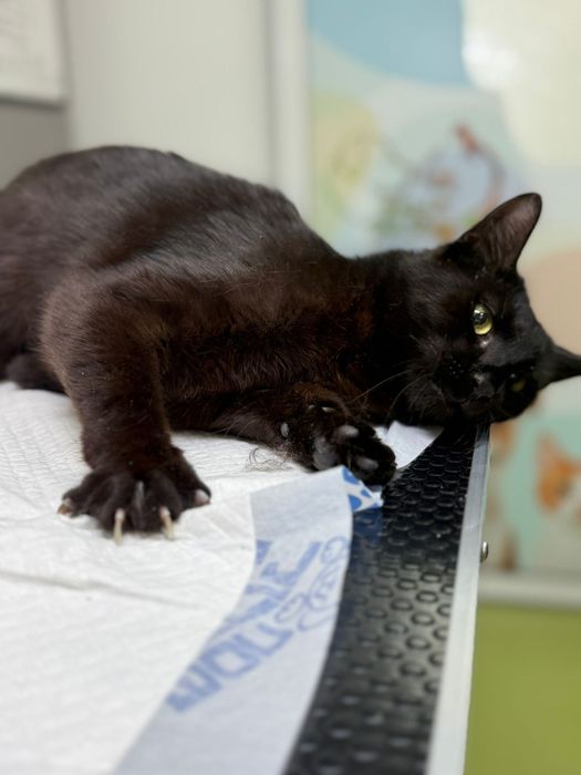 Pisica neagră iubitoare Adopție București