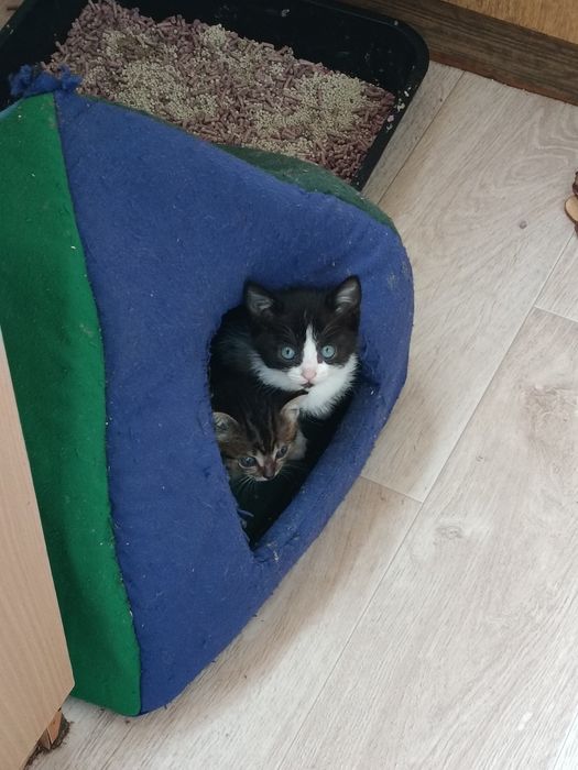 Котёнок черно белый