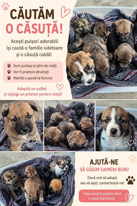 Donez catelusi jucăuși, varsta  1 luna  talie medie