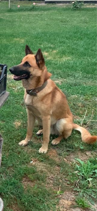 Отдадим щенков в хорошие руки