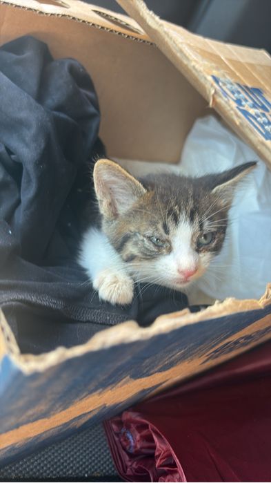 Donez / adoptie pui pisica