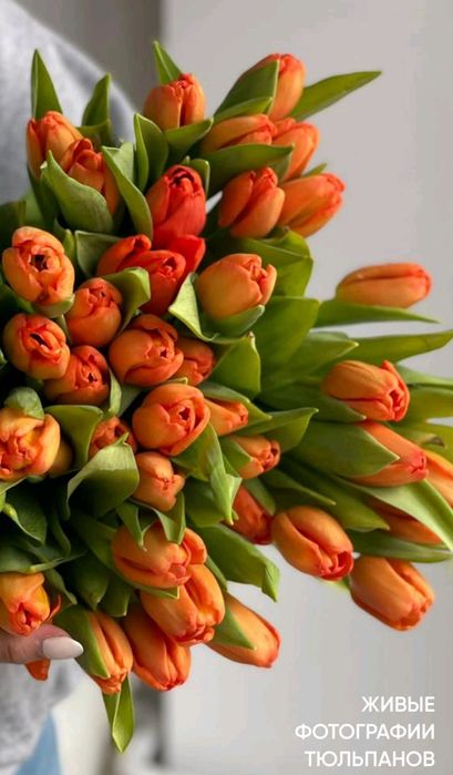 Тюльпаны оптом Голландские