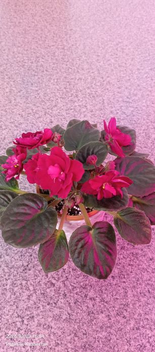 .Фиалки, комнатные цветы,цветы.