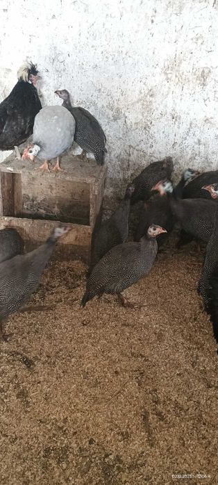 Продавам млади токачки