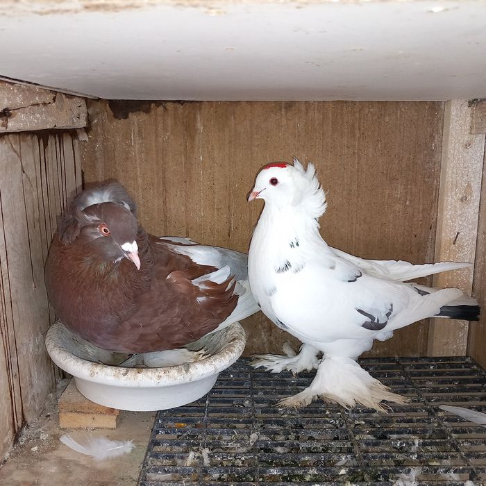 Porumbei uriasi maghiari