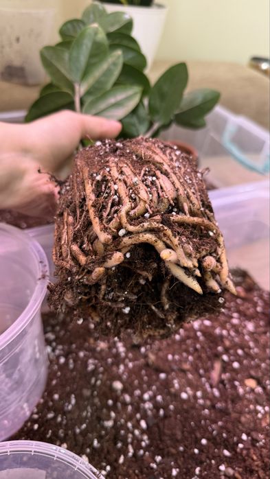 Замиокулькас комнатное растение
