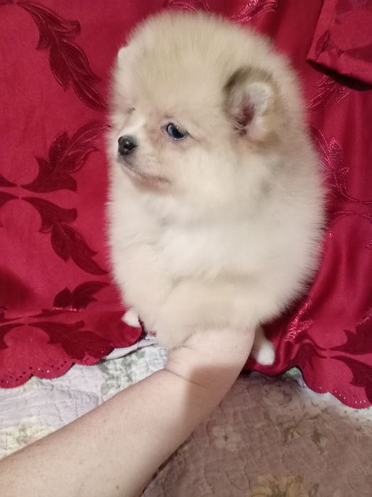 Продам щенка шпица