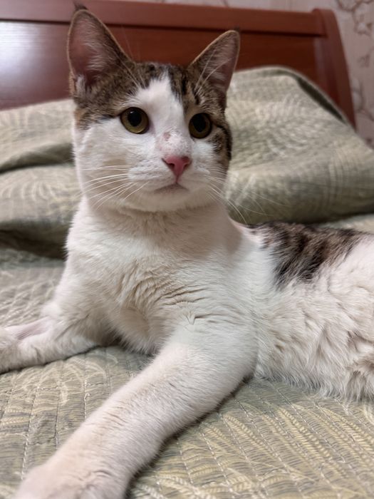 Котенок мальчик 9 месяцев. Есть паспорт. Привит и кастрирован