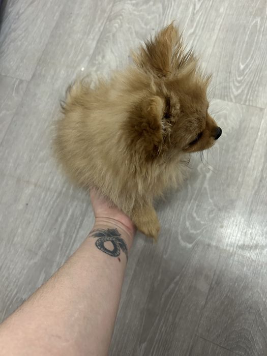 Продам шпица девочку