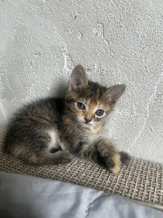 отдам котят в хорошие руки
