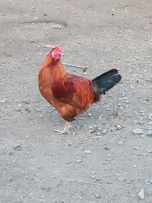 Хуроз Петух хурозлар