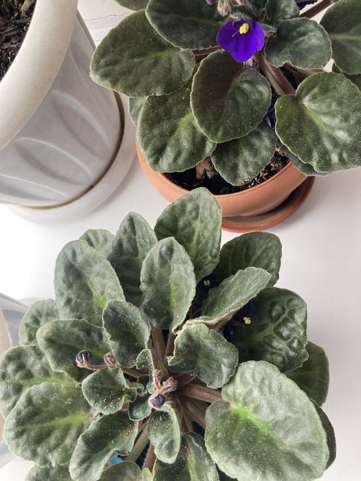 Домашние цветы. Фиалки