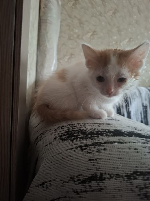 Дарю котят бесплатно