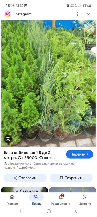 Хвоиные, плодовые,  декоративные, деревья, кустарники цветы