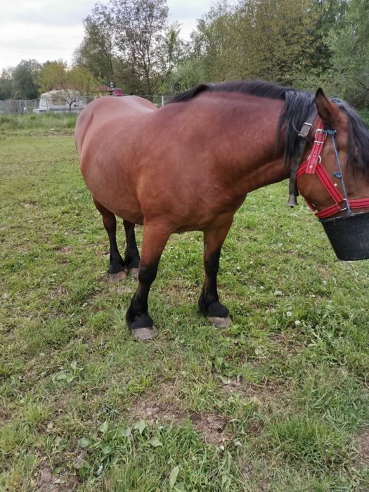 De vânzare Iapă Cluj