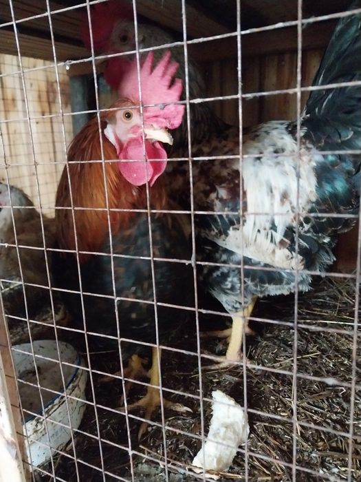 Продам петухов  разных