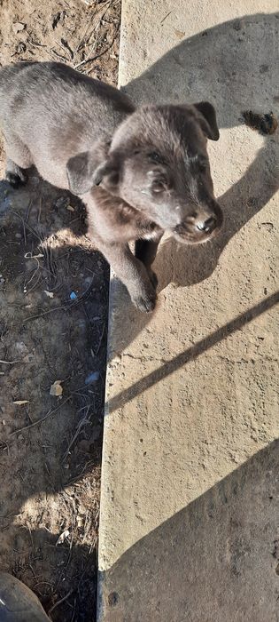 Donez pufosenii de labrador