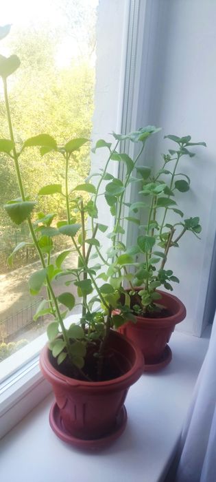 Продам комнатные растения