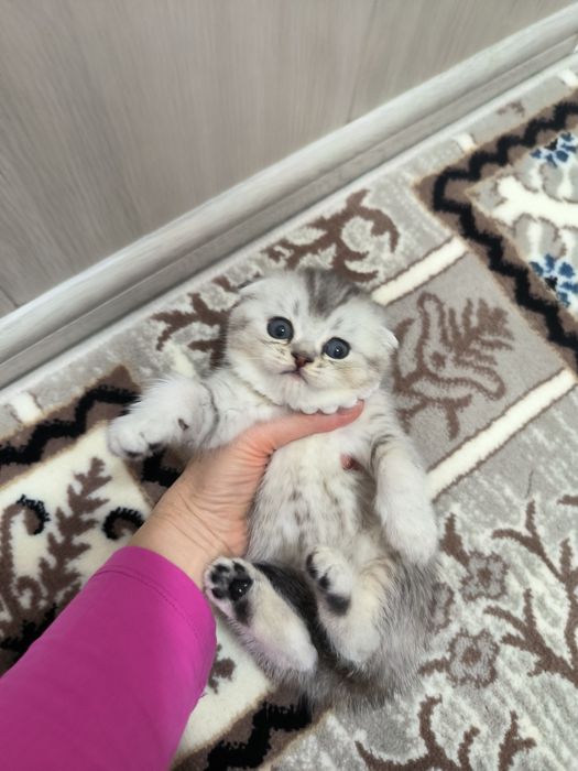 Котята от правильной вязки