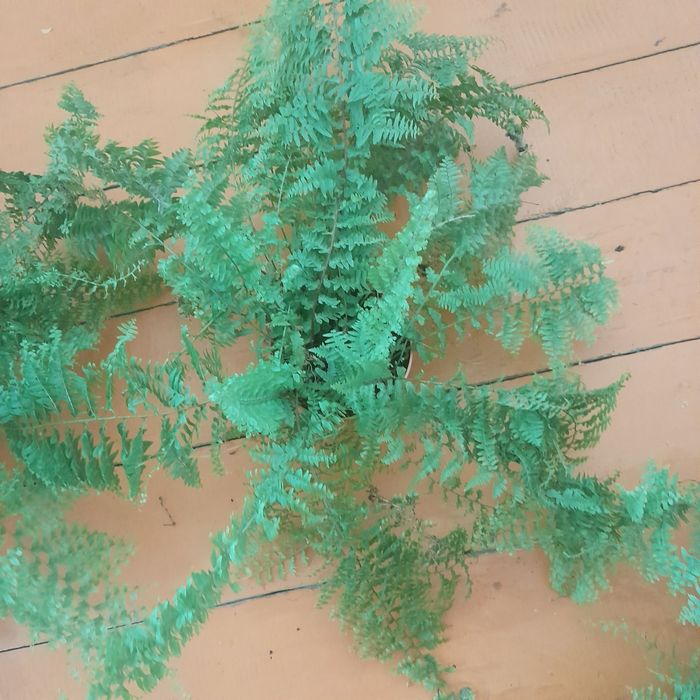 Папоротники  пушистые