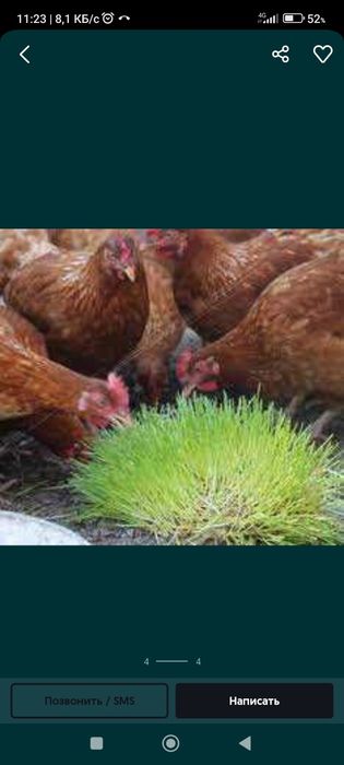 Гидропоника от 500 кг до 5 тон Ундирилган бугдой 500кгдан 5 тоннагача