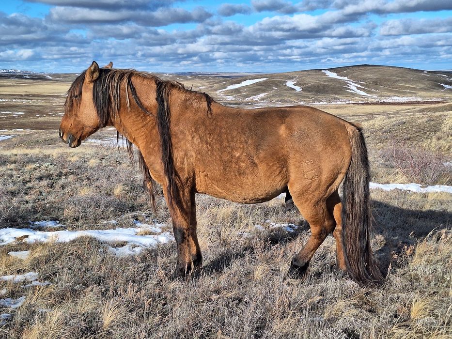 2014 жылғы Айғыр сатылады.