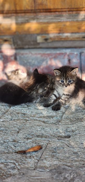 Котята ищут новый дом