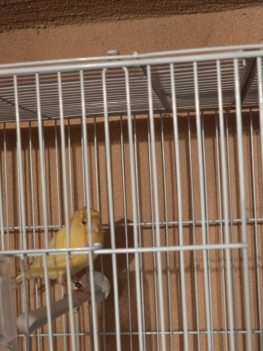 Femela canar timbrado