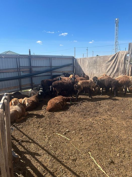 Қойлар, маркалар сатылады