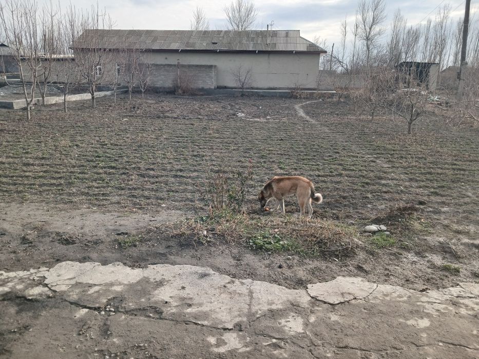 Uy sotiladi samarqand ishtixonda