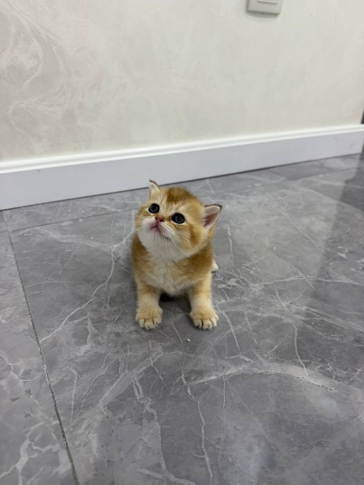 Продаются котята  британские шиншилллы