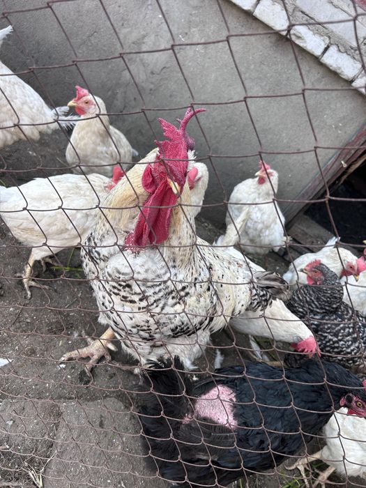 Продам петуха и куриц