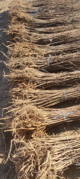 Puieți de salcâm cu creșterea dublă