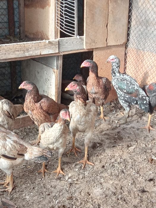 Продам бойцовский курицы