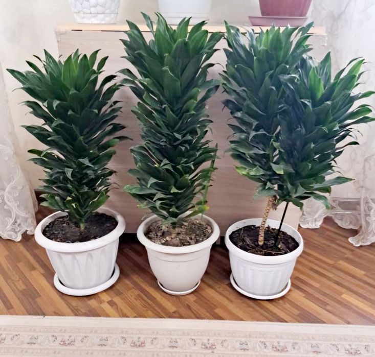 Комнатные растения