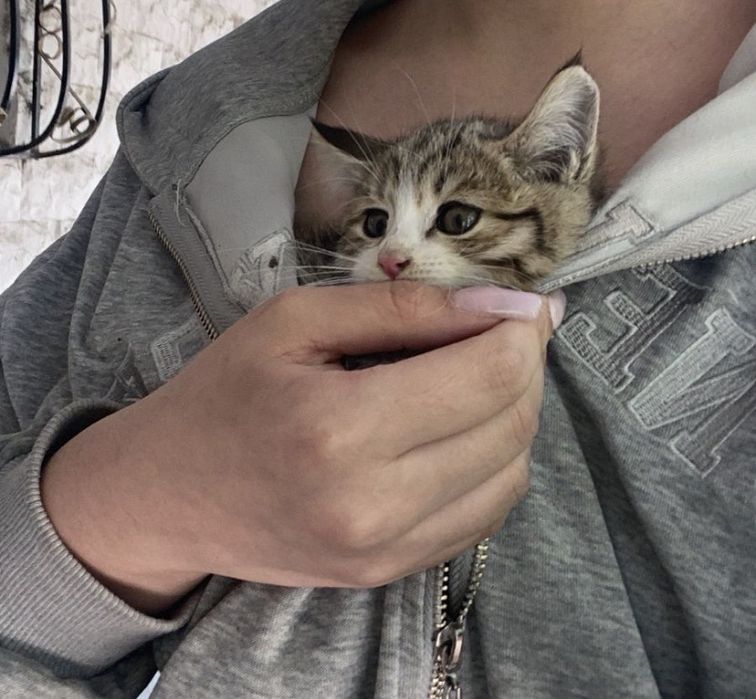 котенок ищет хороший дом