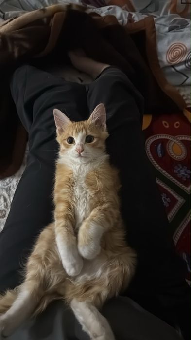 Кошка 4мес мальчик