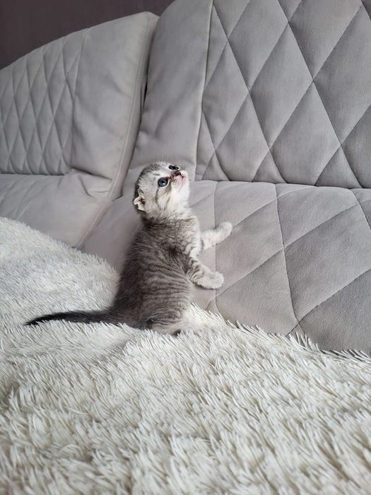 Висках фолдики сладуськи