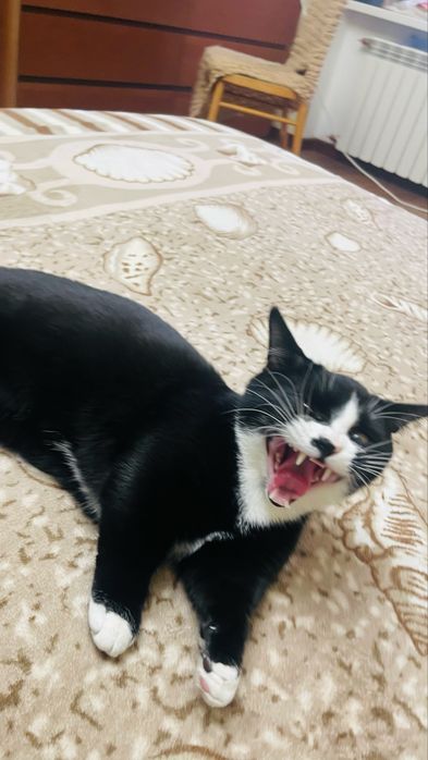 Котенок породы Манчкин
