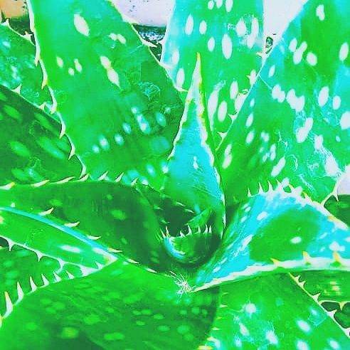 Алое для лечения