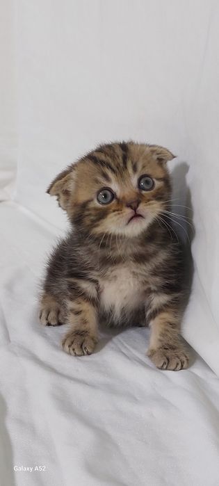 Продаются  котята  уже  кушают  самостоятельно  и ходят  в лоток  очен