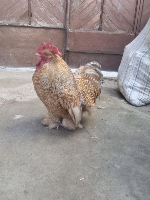 Choyne xoroz sotiladi