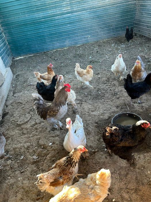 Куры домашнии      .