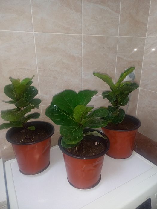 Комнатные растения